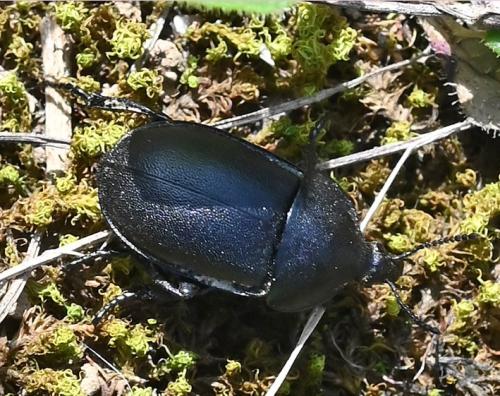 Réf. 356 441 : Ablattaria laevigata